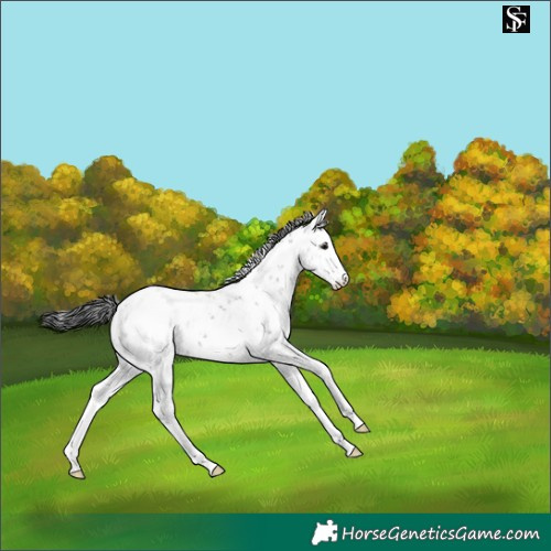 Horse Color:Grullo Sabino Appaloosa