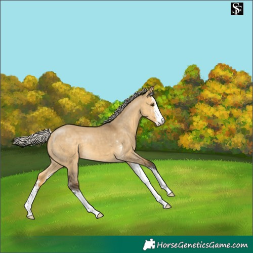 Horse Color:Silver Buckskin Dun Sabino 