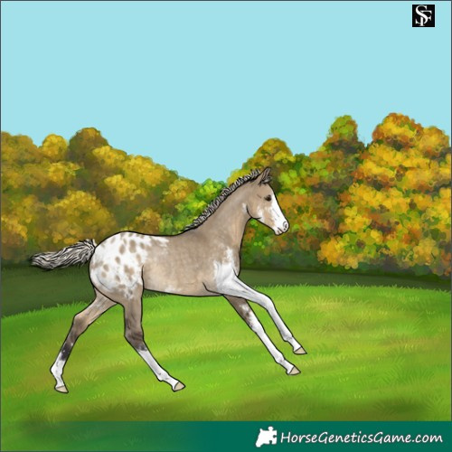 Horse Color:Silver Smoky Grullo Sabino Appaloosa Rabicano 