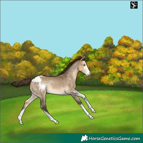 Horse Color:Buckskin Dun Sabino Appaloosa 