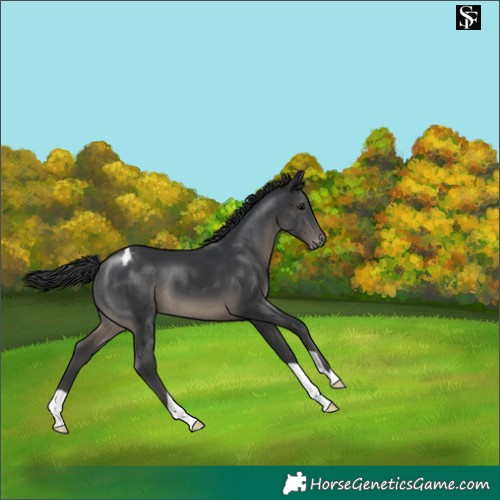 Horse Color:Black Varnish 