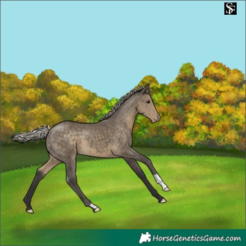 Horse Color:Silver Smoky Grullo Appaloosa