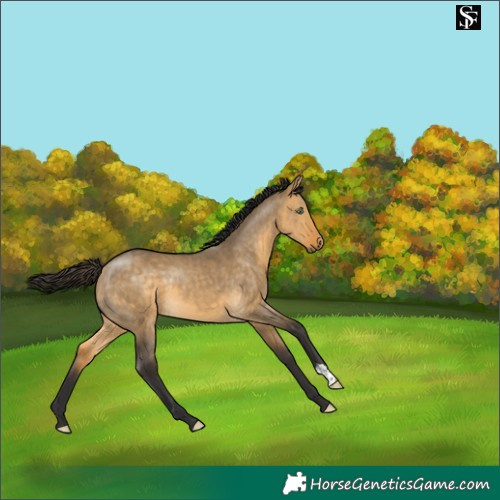 Horse Color:Buckskin Dun