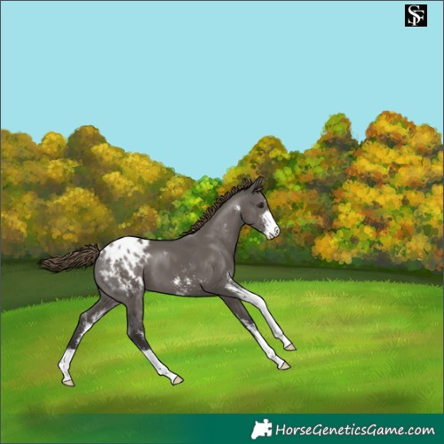 Horse Color:Smoky Grullo Sabino Appaloosa 