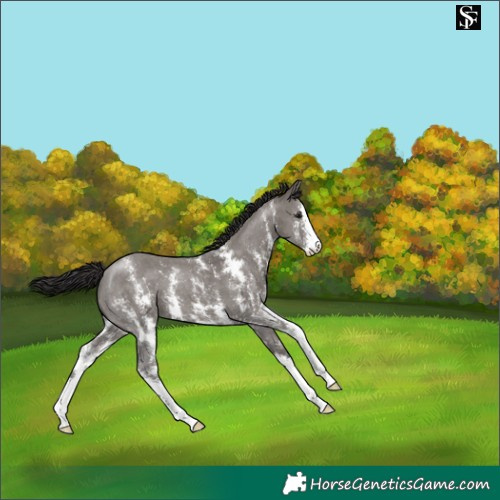 Horse Color:Smoky Grullo Sabino 