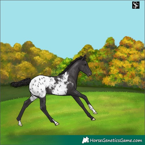 Horse Color:Smoky Black Appaloosa