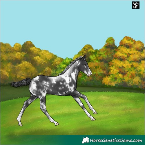 Horse Color:White Spotted Black Sabino Appaloosa 