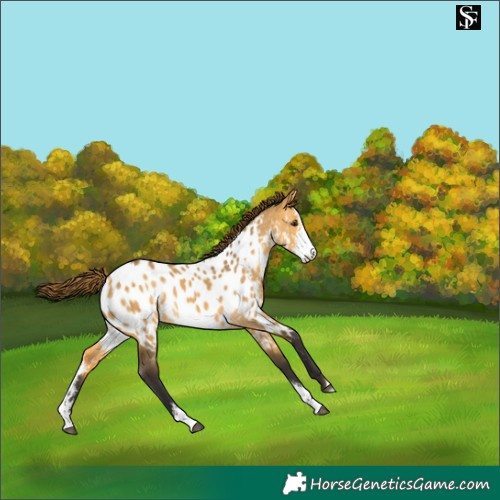 Horse Color:Buckskin Dun Sabino Near Leopard 