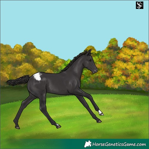 Horse Color:Smoky Black Snowcap 