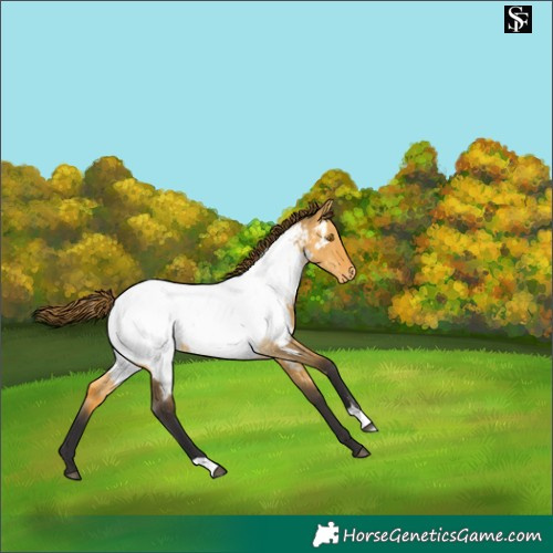 Horse Color:Buckskin Dun Appaloosa 