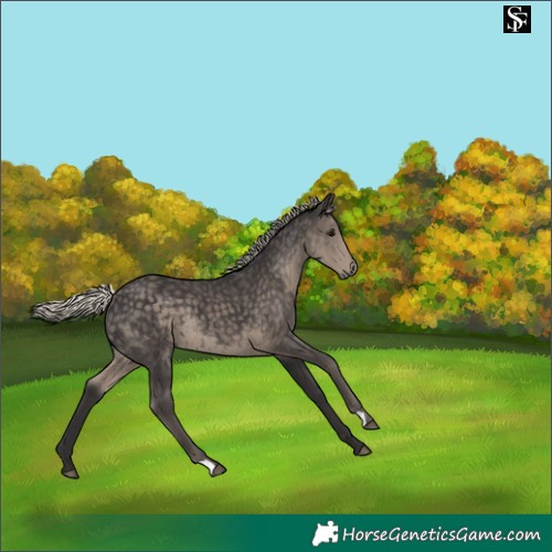 Horse Color:Silver Smoky Black 