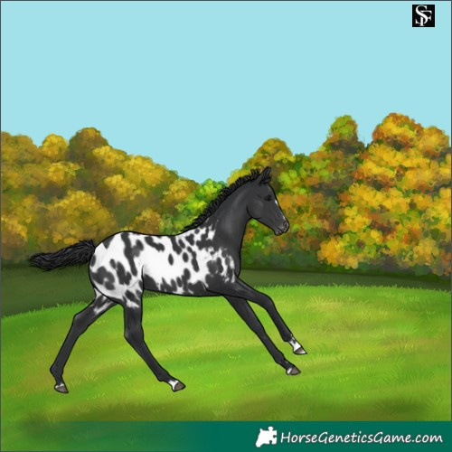 Horse Color:Black Appaloosa 