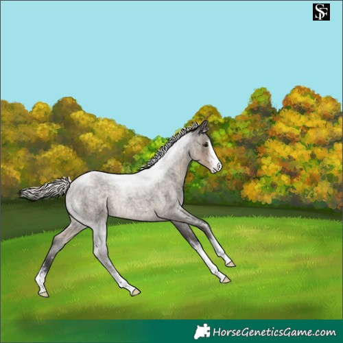 Horse Color:Silver Smoky Blue Roan Sabino Rabicano 