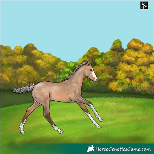 Horse Color:Silver Brown Dun 