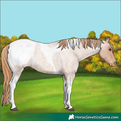 Horse Color:Red Roan Tobiano Snowcap 