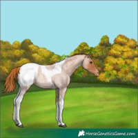Horse Color:Red Roan Tobiano Appaloosa 