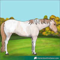 Horse Color:Red Roan Tobiano Snowcap