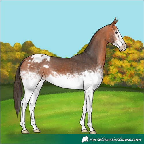 Horse Color:White Spotted Bay Frame Appaloosa 