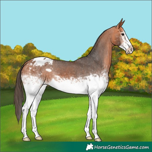 Horse Color:White Spotted Bay Frame Appaloosa 