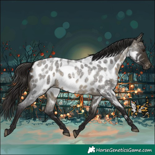 Horse Color:Buckskin Roan Near Leopard 