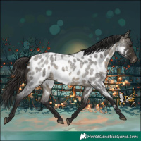 Horse Color:Buckskin Roan Near Leopard 