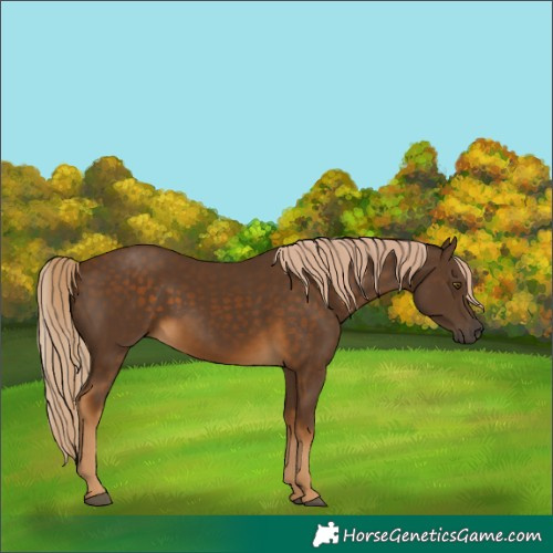 Horse Color:Chocolate Palomino