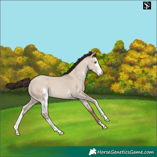 Horse Color:Classic Champagne Dun Sabino 