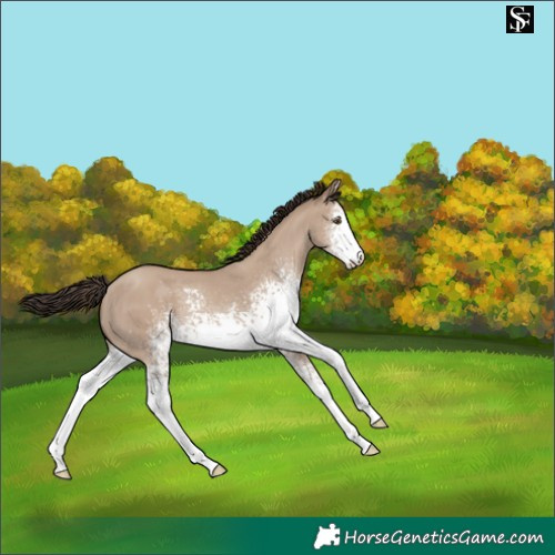Horse Color:White Spotted Classic Champagne Dun Tobiano 
