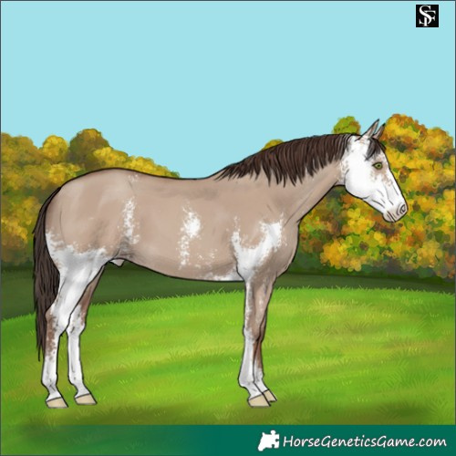 Horse Color:Classic Champagne Dun Sabino 