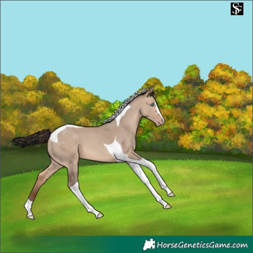 Horse Color:Sable Champagne Dun Tobiano 