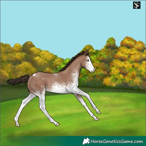Horse Color:White Spotted Classic Champagne Tobiano 