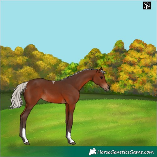 Horse Color:Silver Brown Tobiano Rabicano