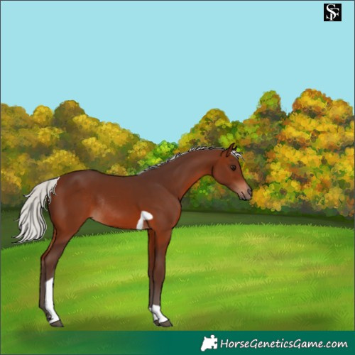 Horse Color:Silver Brown Tobiano Rabicano 