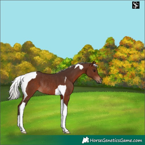 Horse Color:Silver Brown Tobiano Rabicano 