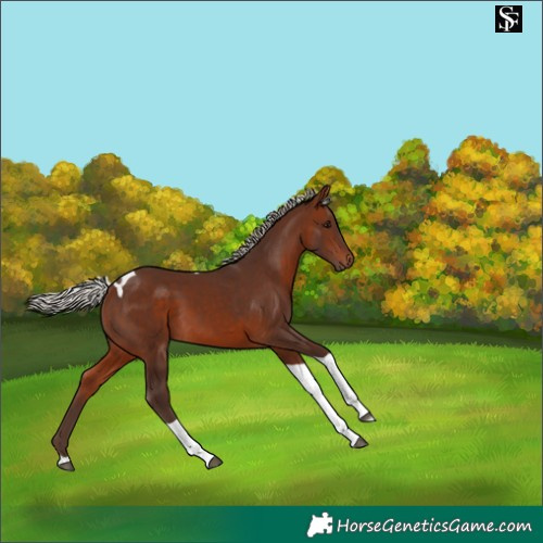 Horse Color:Silver Brown Tobiano 