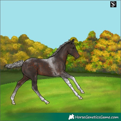 Horse Color:Silver Brown Tobiano 