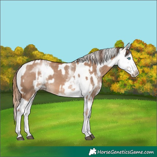 Horse Color:White Spotted Red Dun Splash Rabicano  and White Spotted Gold Champagne Dun Splash Rabicano 