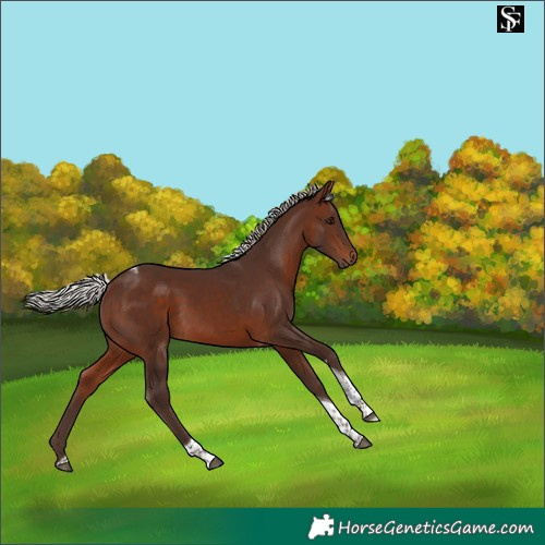 Horse Color:Silver Brown Tobiano 