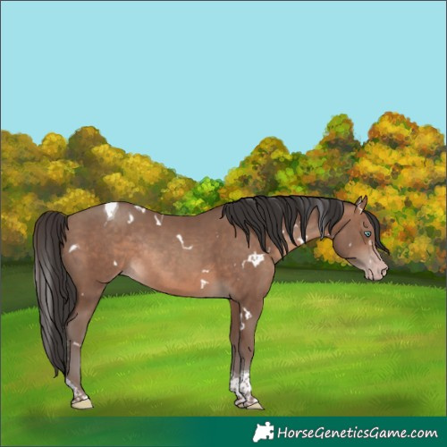 Horse Color:White Spotted Sable Champagne Tobiano Rabicano 