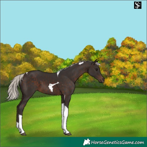 Horse Color:Silver Brown Tobiano 