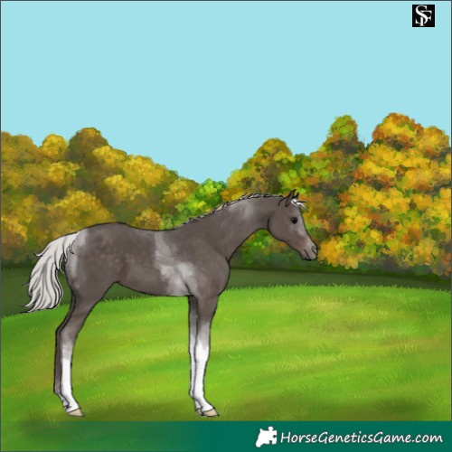 Horse Color:Silver Black Tobiano 