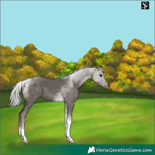 Horse Color:Silver Black Tobiano 