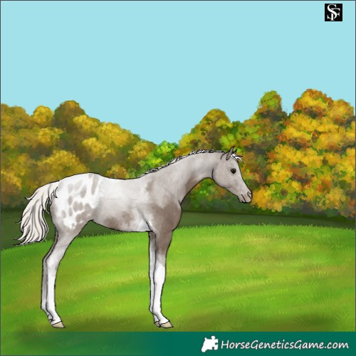 Horse Color:Silver Smoky Black Tobiano Appaloosa 