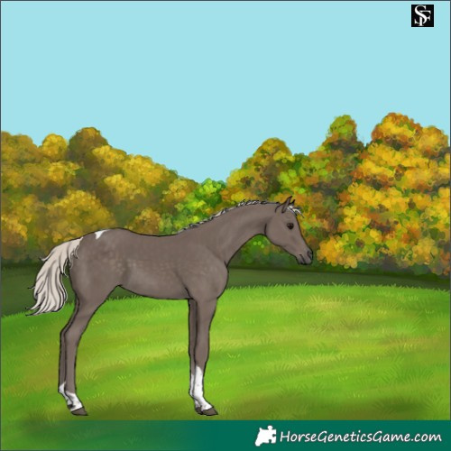 Horse Color:Silver Smoky Black Tobiano 