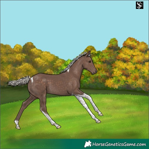 Horse Color:Silver Black Tobiano 