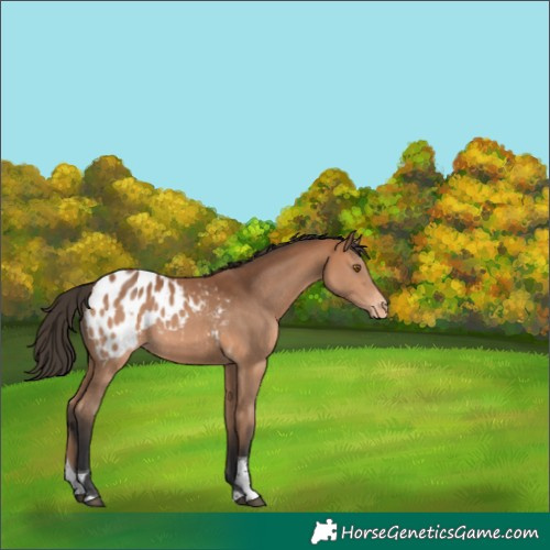 Horse Color:Bay Tobiano Blanket 