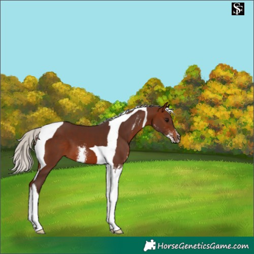Horse Color:Silver Brown Sabino Tobiano 