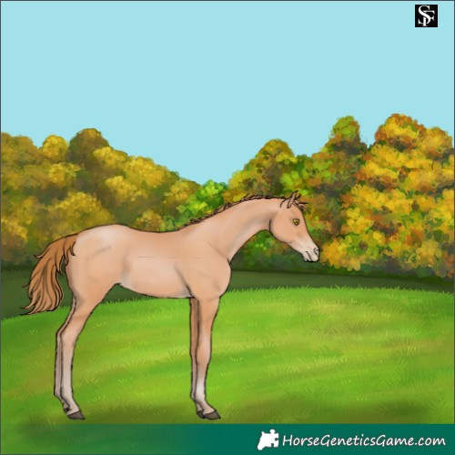 Horse Color:Bay Pearl 