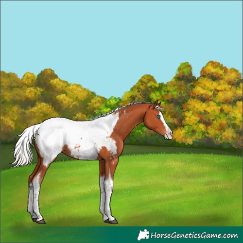 Horse Color:Silver Bay Splash Tobiano Near Fewspot 