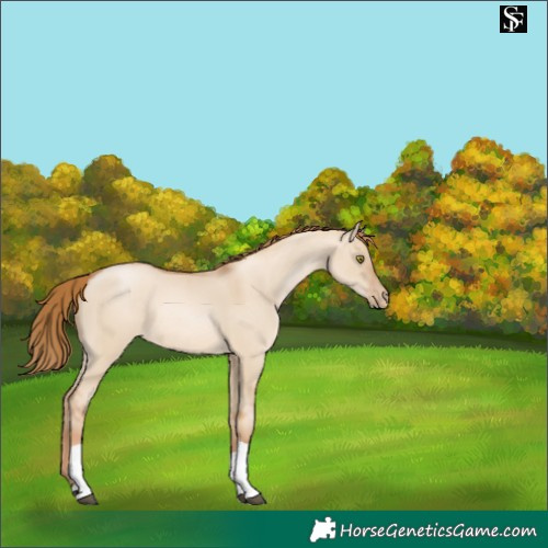 Horse Color:Red Dun Pearl Tobiano 